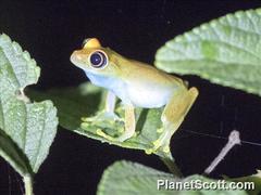 Boophis viridis