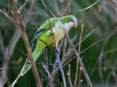 Myiopsitta monachus