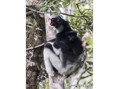 Indri indri