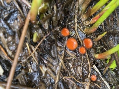 Scutellinia decipiens