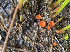 Scutellinia decipiens