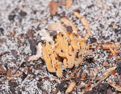 Phaeoclavulina ochracea