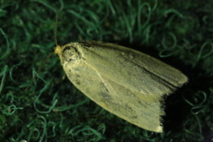 Zelotherses paleana