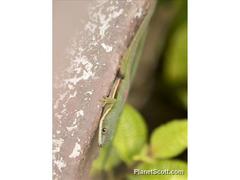 Phelsuma lineata