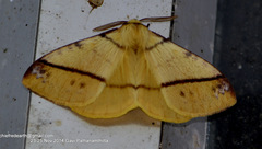 Eupterotidae