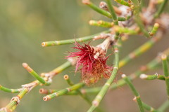 Allocasuarina paludosa