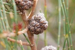 Allocasuarina paludosa