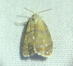 Acleris curvalana