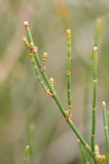 Allocasuarina paludosa