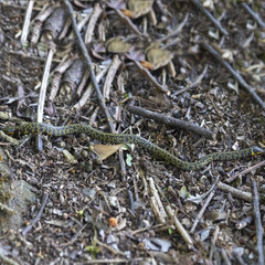 Madura Earth Snake photo 1