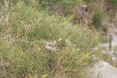 Allocasuarina paludosa
