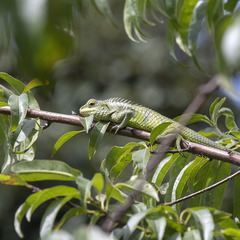 Calotes grandisquamis