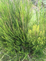 Erica lusitanica