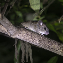 Vandeleuria oleraceus