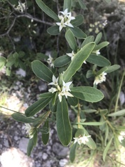 Daphne alpina