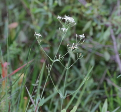Sabatia macrophylla macrophylla
