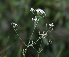 Sabatia macrophylla macrophylla