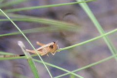 Dichromorpha elegans