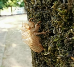 Cicada orni