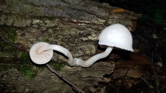 Pluteus tomentosulus