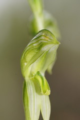 Pterostylis chlorogramma