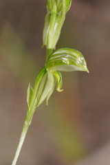 Pterostylis chlorogramma