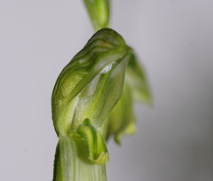 Pterostylis chlorogramma