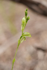 Pterostylis chlorogramma