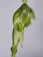 Pterostylis chlorogramma