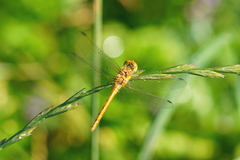 Sympetrum sanguineum