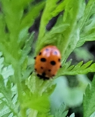 Hippodamia variegata