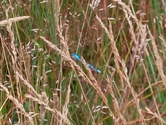 Enallagma cyathigerum