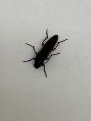 Enchodes sericea