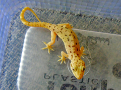 Hemidactylus kushmorensis