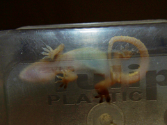 Hemidactylus kushmorensis