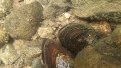 Utterbackiana implicata