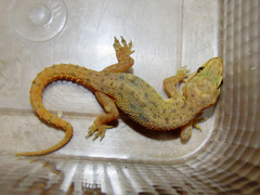 Hemidactylus kushmorensis
