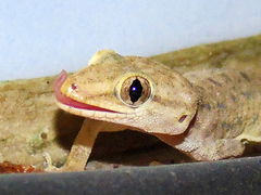 Hemidactylus kushmorensis