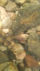 Utterbackiana implicata