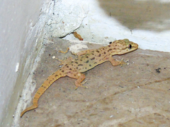 Hemidactylus kushmorensis