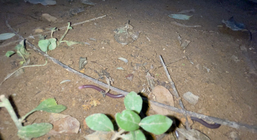 White-headed Blind Snake