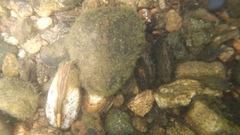 Utterbackiana implicata