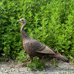 Meleagris gallopavo