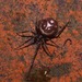 False Black Widow - Photo (c) Mike Lusk, some rights reserved (CC BY-NC), uploaded by Mike Lusk