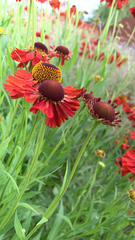 Helenium flexuosum