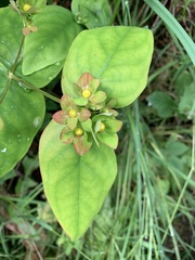 Hypericum