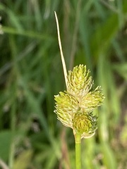 Carex longii
