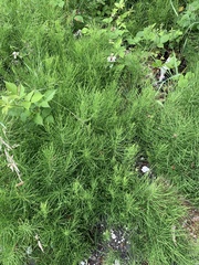 Equisetum arvense