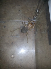 Galeodidae