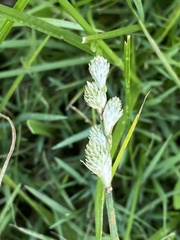 Carex longii